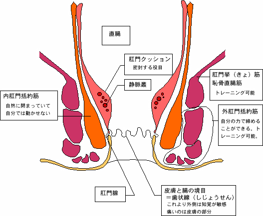 正常な肛門　解剖図